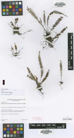 Melpomene xiphopteroides (Liebm.) A.R.Sm. & R.C.Moran