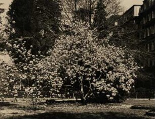 Blühende Magnolien in einem Park