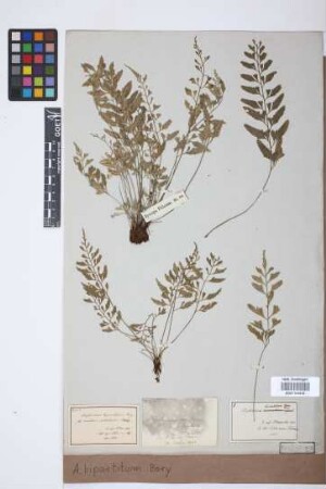 Asplenium bipartitum Bory ex Willd.