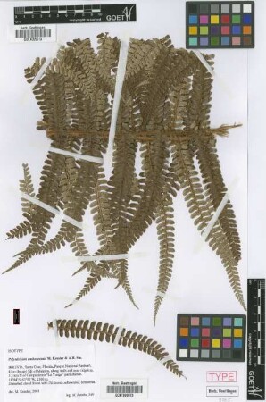 Polystichum amboroensis M.Kessler & A.R.Sm. [isotype]