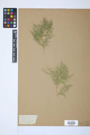 Selaginella ornata (Hook. & Grev.) Spring