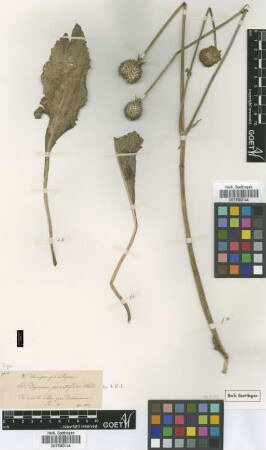 Dipsacus pinnatifidus Steud. ex A.Rich. [type]