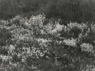 Nordisches Labkraut (Galium boreale) im Naturschutzgebiet Hermannsdorfer Wiesen