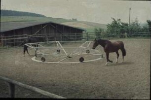 Fotografie: Pferdehaltung, Reitplatz