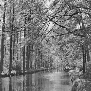 Hochwald im Frühling. : Nalěćo we wysokolěsu.
