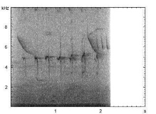 Stockente | Anas platyrhynchos - Ruf