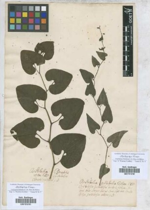 Aristolochia