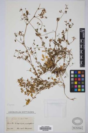 Fumaria canariensis Lign. & Bey.
