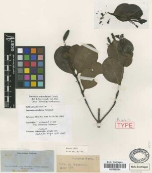 Exostema rotundatum Griseb. [syntype]