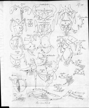 Tafel 16 zu Isis Heft X. 1823
