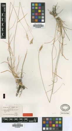 Triticum hordeaceum Coss. & Durieu [type]