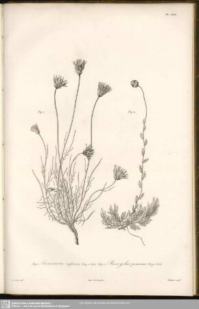 Fig. 1. Scorzonera messenica, Bory et Chaub. Fig. 2. Anacyclus pectinatus, Bory et Chaub