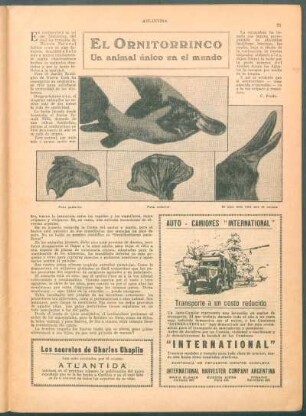 El ornitorrinco : Un animal único en el mundo