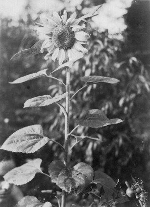 Blumen. Sonnenblume