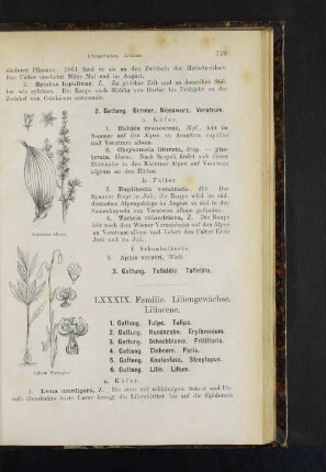1. Gattung. Tulpe. Tulpia. 2. Gattung. Hundszahn. Erythronium. 3. Gattung. Schachblume. Fritillaria. 4. Gattung. Einbeere. Paris. 5. Gattung. Knotenfuss. Streptopus.