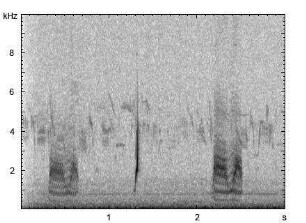 Wachtel | Coturnix coturnix - Gesang