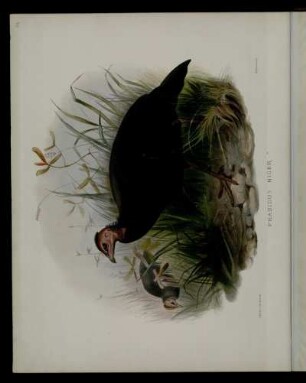 [Plate XXXVI.] Phasidus niger