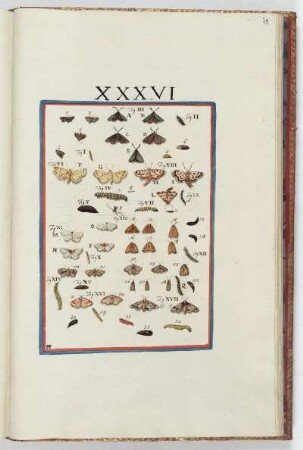 Tafel XXXVI