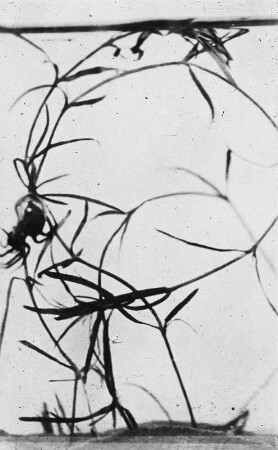 Spinnen. Wasserspinne (Argyroneta aquatica) beim Nestbau