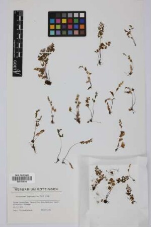 Anogramma leptophylla (L.) Link