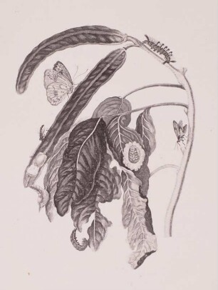 Metamorphisis Insectorum Surinamensium