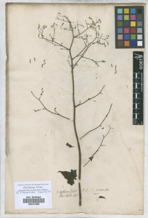 Lactuca