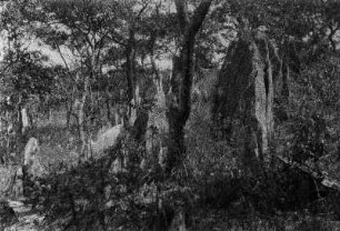 Knotenschiefer : Einzeln stehende, spitz zulaufende Felsen aus sogenanntem Knotenschiefer. Zwischen den Felsen spärliche Vegetation.