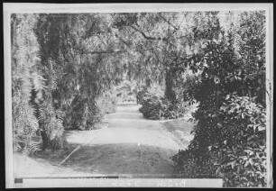 Riverside. Pepper Trees at City Park, Riverside, Cal.