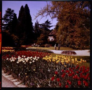 Insel Mainau: Tulpengarten mit Wehrturm
