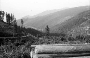 Oberried: Kahlschläge und Aufforstung im Oberrieder Tal; Vordergrund Baumstämme