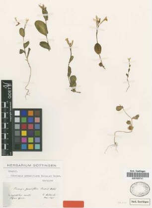 Conringia grandiflora Boiss. & Heldr. [syntype]