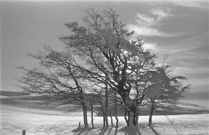 Schauinsland: Vereiste Baumgruppe