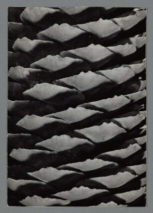 Fichte, Zapfen (Picea breweriana)