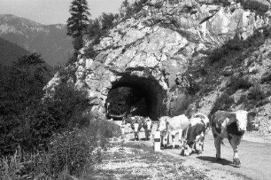 Klobenstein: Engpass Kobenstein, Straßentunnel mit Kuhherde