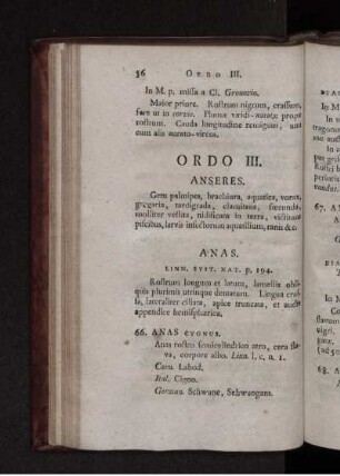 ORDO III. Anseres.