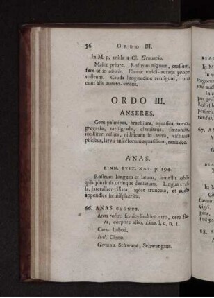 ORDO III. Anseres.