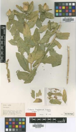Centaurea longifimbriata Wagenitz [isotype]