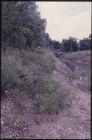 Bewuchs am Mühlenteich
