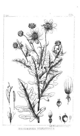 Artemisia filifolia, Torr.