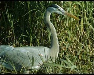 Ardea herodias (Ardeidae) - Nahrungssuche