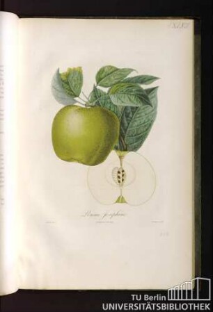 Pomme Joséphine.
