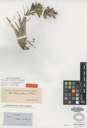 Tillandsia valenzuelana A.Rich.