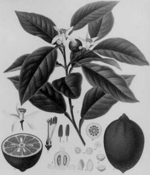 Zitronen (Citrus Limonum), farbig : Geographie | Wirtschaftsgeographie | Obstpflanzen | Obst der nördlichen Zone (Äpfel, Birnen, Pflaumen, Kirschen, Erdbeeren und Beerensträucher, Weintrauben, Edelkastanien, Orangen, Citronen, Johannesbrotbaum, Feigenbaum, Opuntia ficus indica, Dattelpalme)