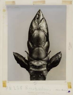 Rosskastanie, Knospen (Aesculus hippocastanum)