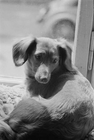 Tiere. Dackel