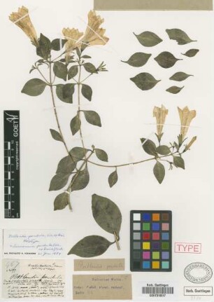 Portlandia pendula C.Wright ex Griseb. [holotype]