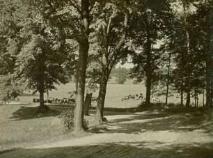 Dahlen bei Oschatz. Weidende Herde