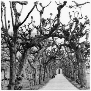 Geleitete Linden im Schloßpark von Dachau (Deutschland)
