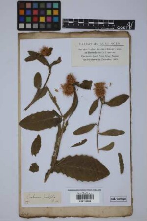 Centaurea sonchifolia L.