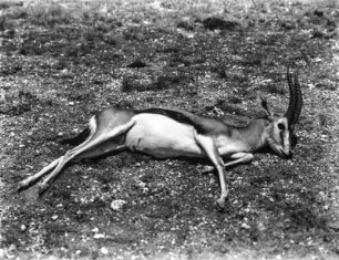Gazellenbock : Eine erlegte Thomson-Gazelle.
